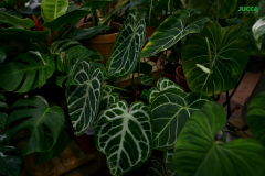 Anthurium