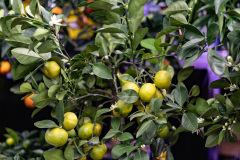 Drzewko cytrusowe Jucca 2