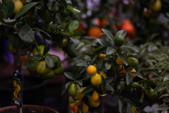 Drzewko Cytrusowe Jucca