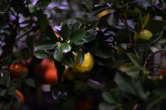 Cytrusy 2 Jucca 2026