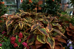 IMG_1442.CR2_