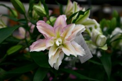 Lilia dwukolorowa Jucca