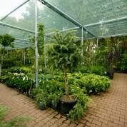 Ogrodowe rośliny Jucca