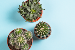 Projekt bez nazwy - 6