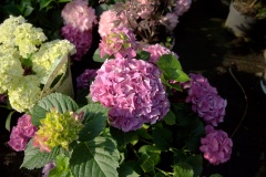 IMG_2353.CR2_