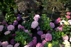 IMG_2355.CR2_