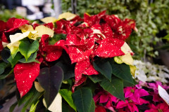 Gwiazdy Betlejemskie Jucca