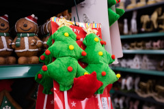 Dekoracyjne choinki Jucca