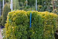 DI1A2150