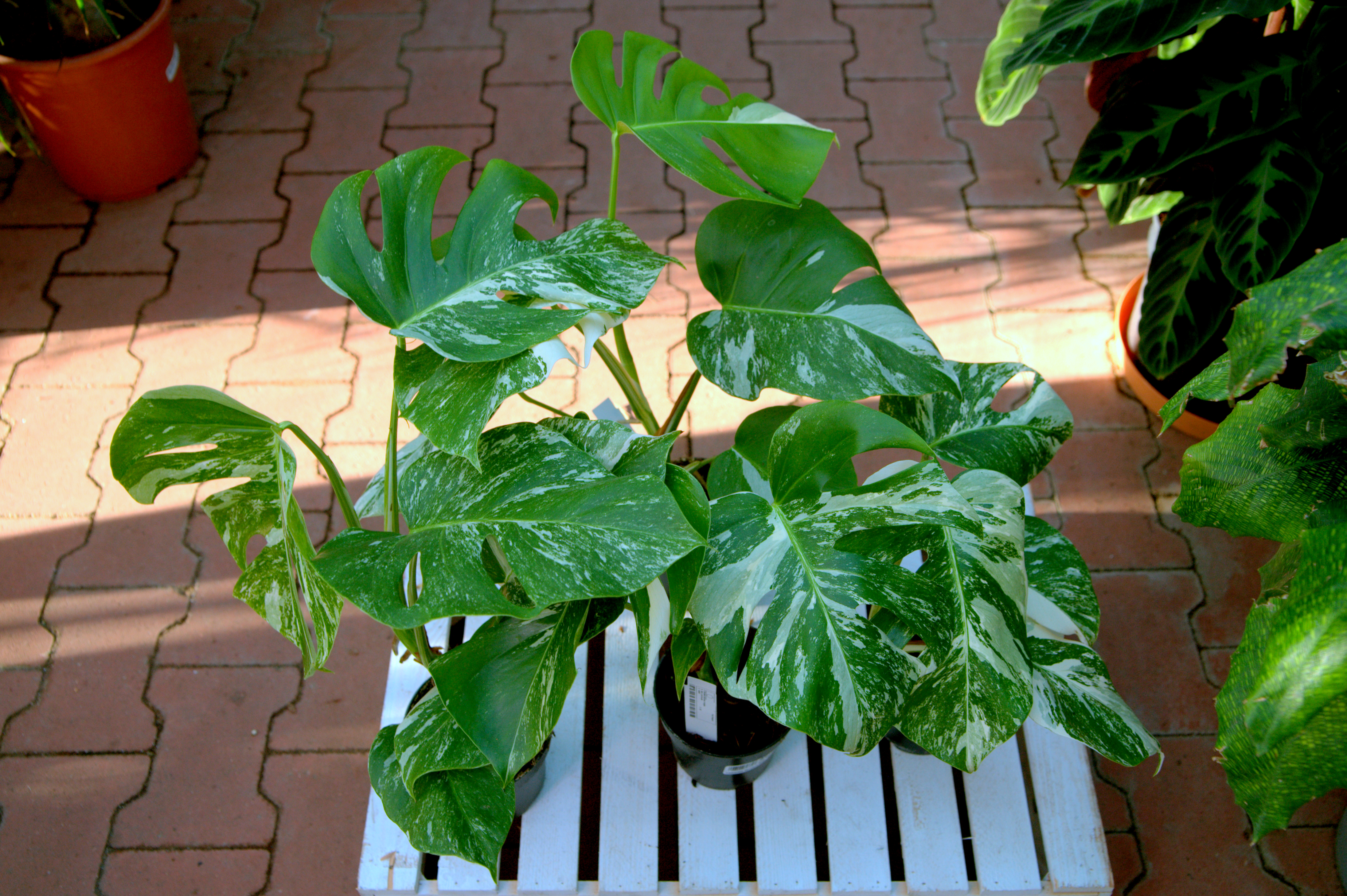 Monstera Deliciosa Variegata - jak o ni dba? - detal.jucca.pl
