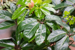 Evoto-7-of-44