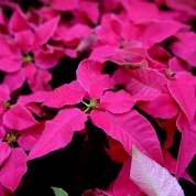 IMG_8225.CR2_