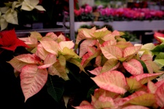IMG_8209.CR2_