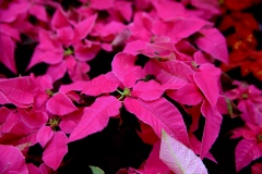 IMG_8225.CR2_