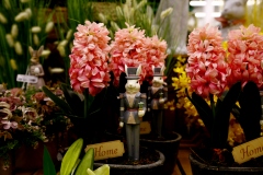 kompozycja z hiacyntem