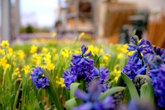 IMG_3947.CR2_