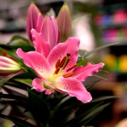 IMG_1886.CR2_