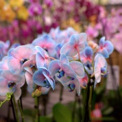 IMG_1975.CR2_