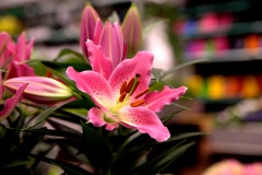 IMG_1886.CR2_