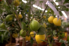 IMG_1936.CR2_