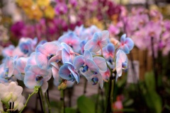 IMG_1975.CR2_
