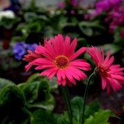 IMG_1172.CR2_