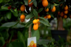 IMG_1118.CR2_