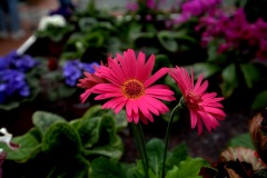 IMG_1172.CR2_