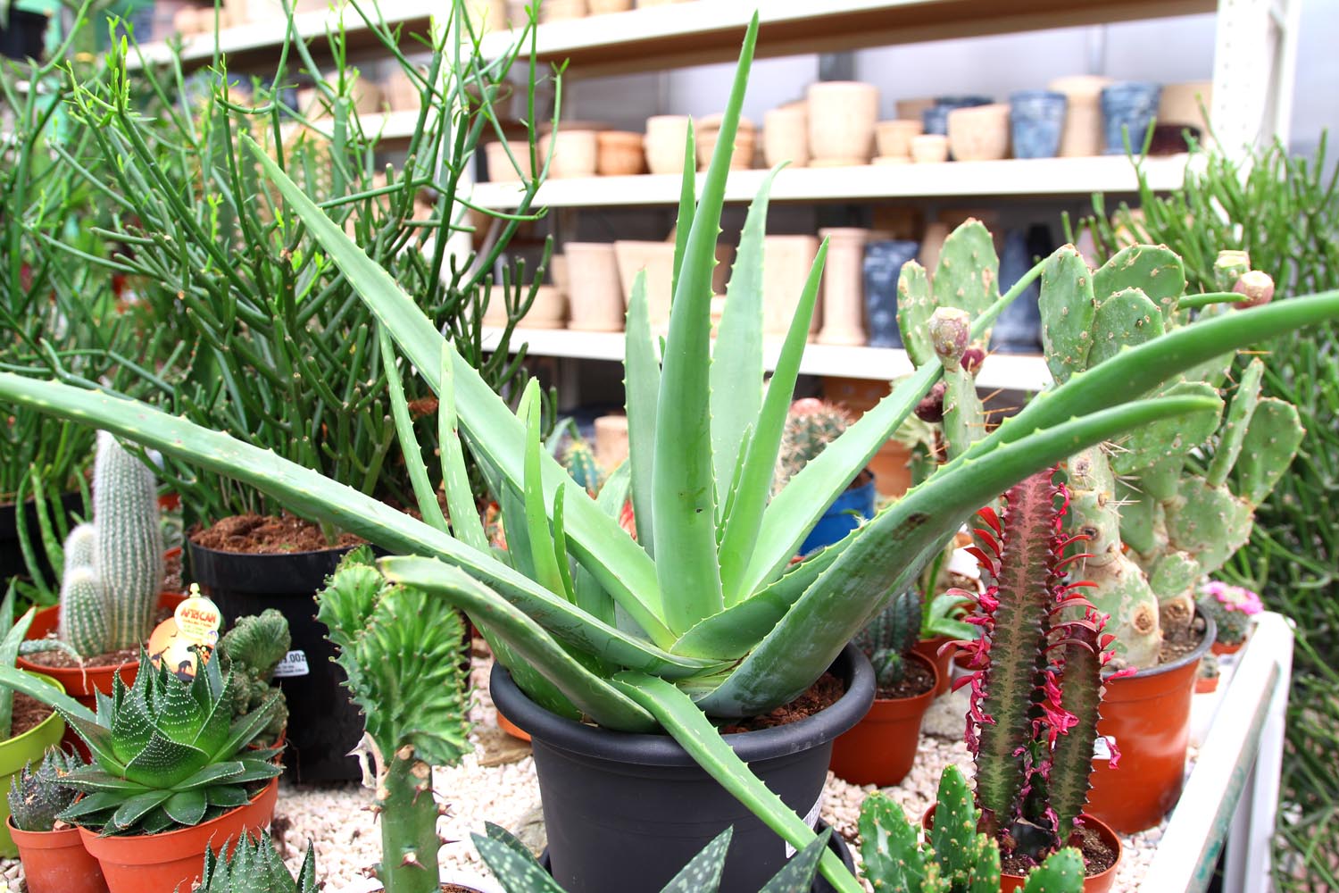 Aloes – między innymi – nawilża powietrze w mieszkaniu