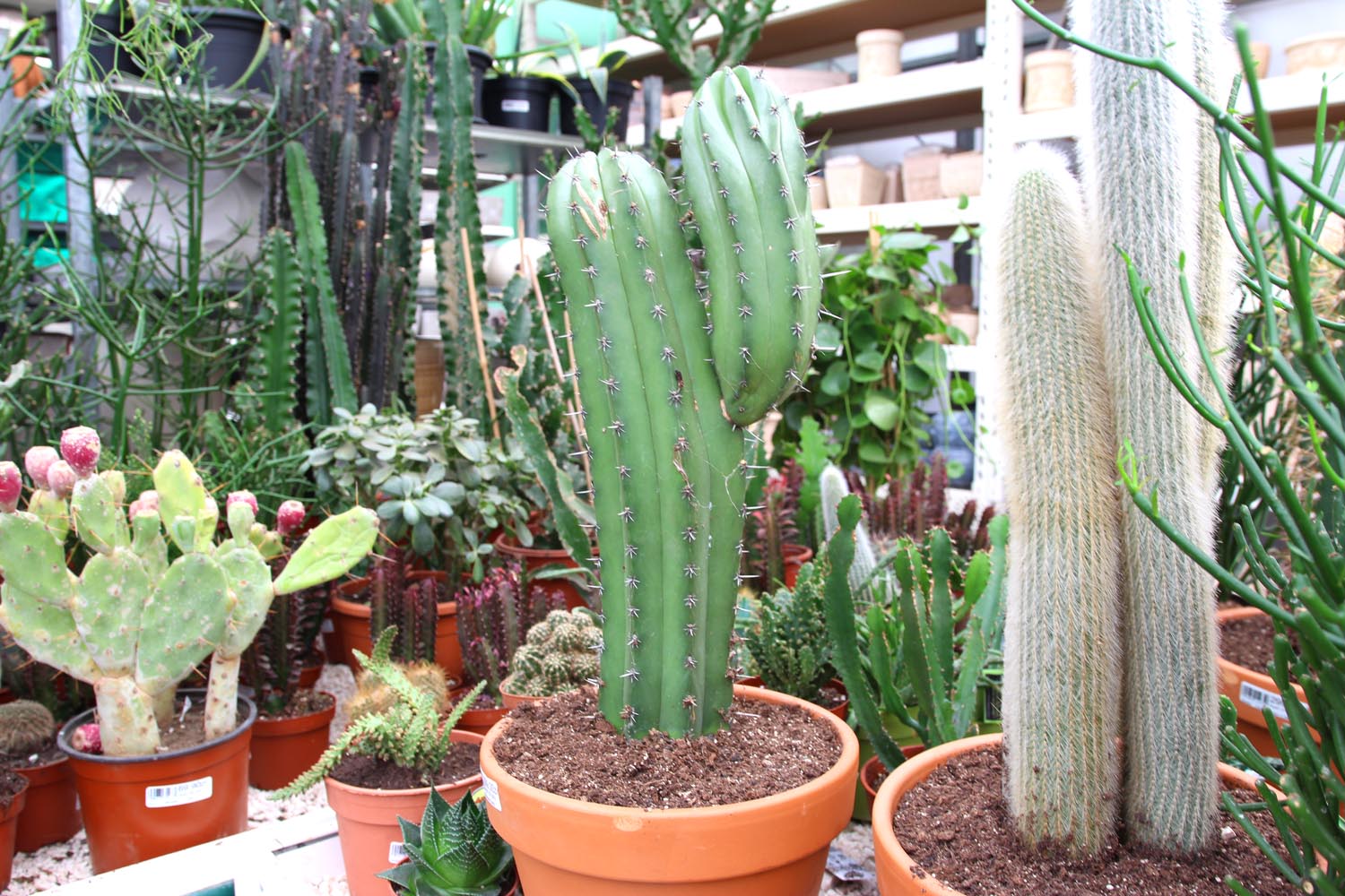 Kaktusy sprawdzą się jako rośliny do sypialni, gdyż tlen emitują właśnie w nocy